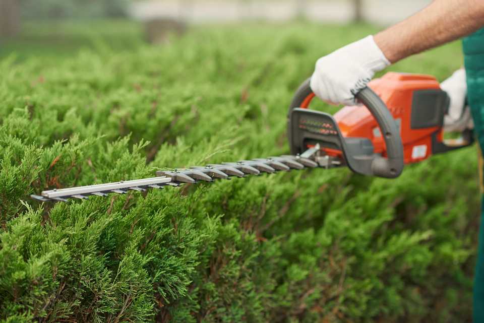 Tree & Hedge Trimming and Pruning