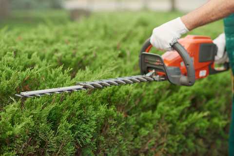 Tree & Hedge Trimming and Pruning